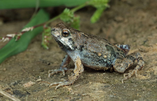 Tungara Frog (Engystomops pustulosus)