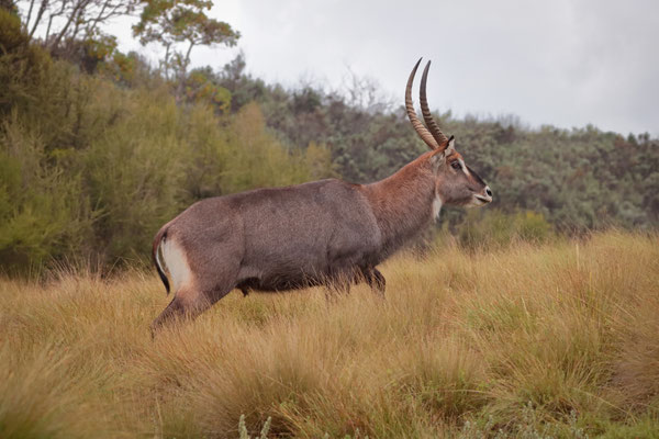 Waterbuck (Kobus ellipsiprymnus) male