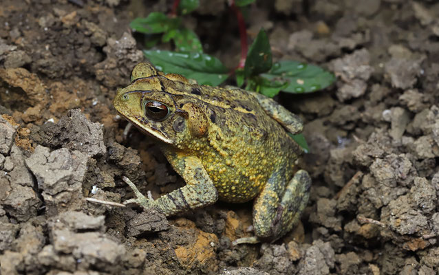 Gulf Coast Toad (Incilius valliceps)