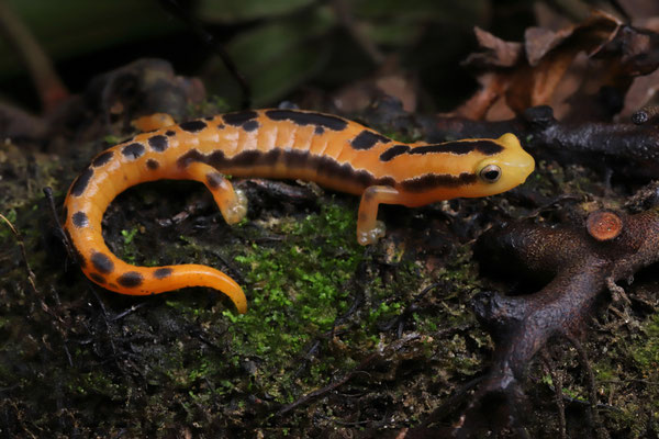 Yellowbelly Mushroomtongue Salamander (Bolitoglossa flaviventris)