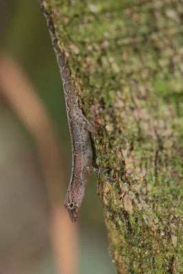 Osa Anole (Anolis osa)