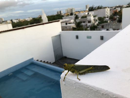 Giant Grasshopper (Tropidacris cristata) on the roof of our hotel.