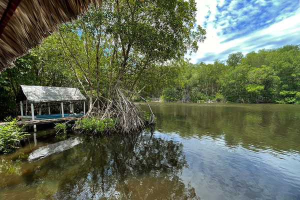 Mangroves at the Rio San Nicolás