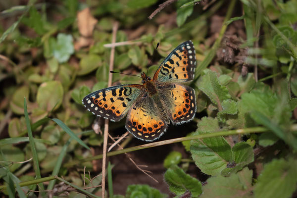 Hannington's Fritillary (Issoria hanningtoni)