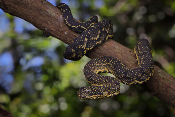 Mount Kenya Bush Viper (Atheris desaixi)