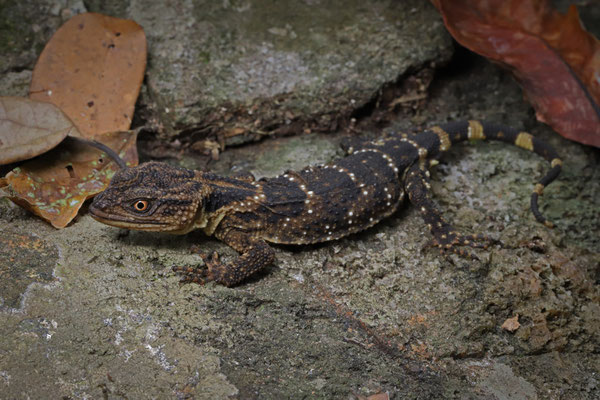 Mountain Knob-scaled Lizard (Xenosaurus agrenon) lives in small rocky outcrops high in the mountains.