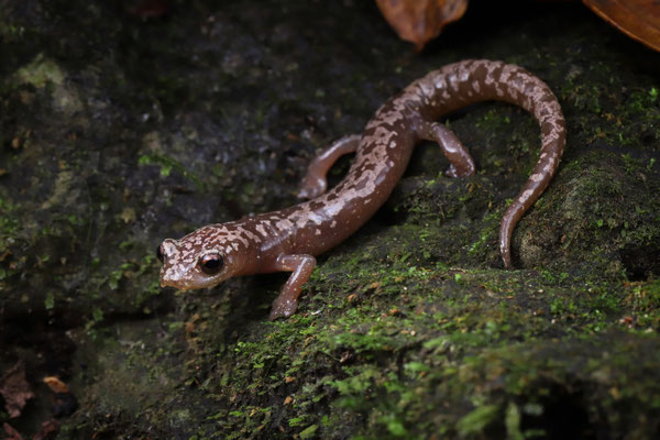 Veracruz Mushroomtongue Salamander (Bolitoglossa veracrucis)