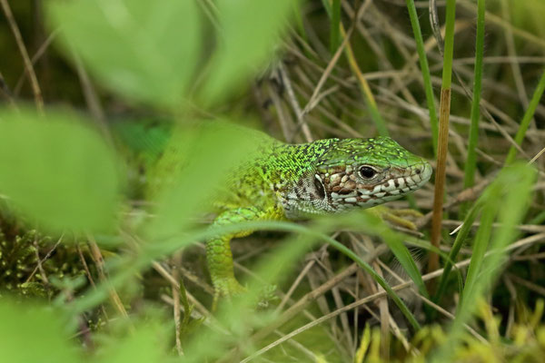 Eastern Green Lizard (Lacerta viridis) female