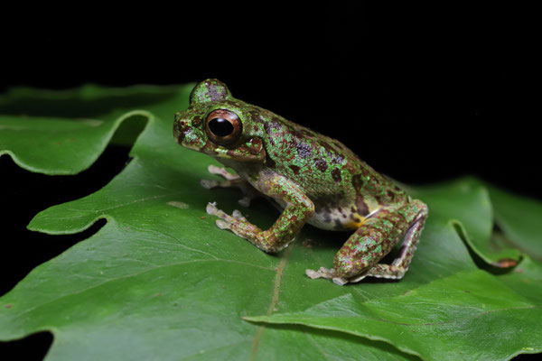 Mottled Short-snouted Tree Frog (Isthmohyla lancasteri) male