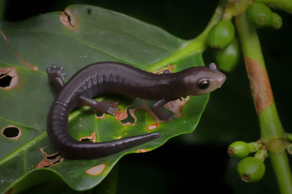Oaxacan Mushroomtongue Salamander (Bolitoglossa macrinii)