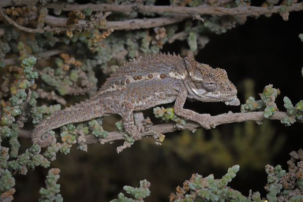 Namaqua Dwarf Chameleon (Bradypodion occidentale)