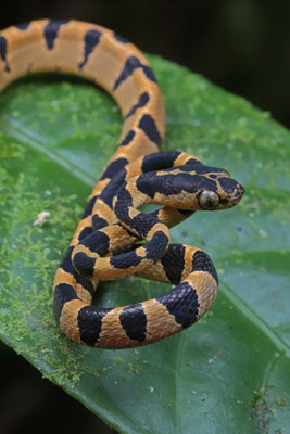 Beautiful Common Blunt-headed Vine Snake (Imantodes cenchoa) baby.