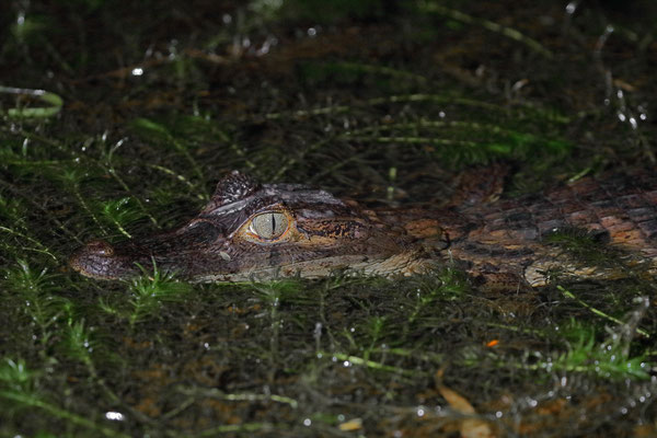 Spectacled Caiman (Caiman crocodilus) shortly before I spotted an Ocelot on the opposite side of the road.