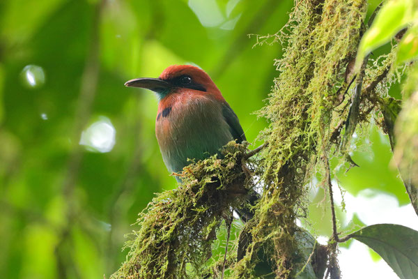 Broad-billed Motmot (Electron platyrhynchum)