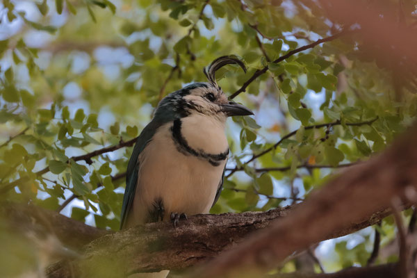 White-throated Magpie-jay (Cyanocorax formosus)