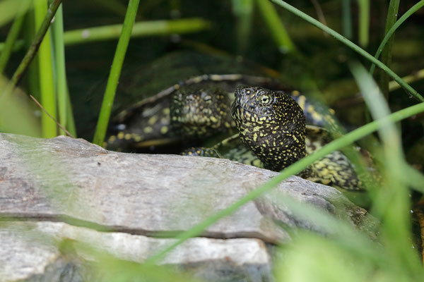 European Pond Terrapin (Emys orbicularis)