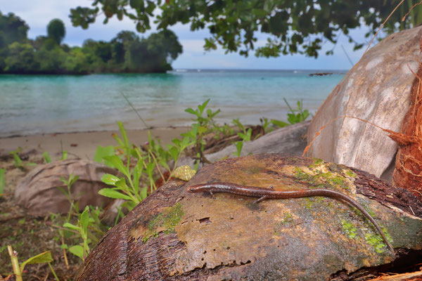 Maritime Worm Salamander (Oedipina maritima) in its maritime habitat.