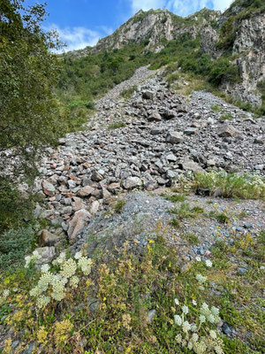 Habitat of Gloydius caraganus and Ablepharus alaicus.