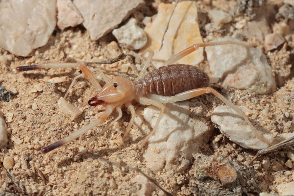 A tiny Camel Spider (Solifugae)