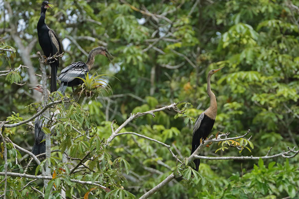 Anhinga (Anhinga anhinga) with Neotropic Cormorants (Nannopterum brasilianum)