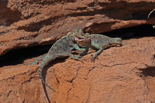Southern Rock Agamas (Agama atra) having a territorial dispute.