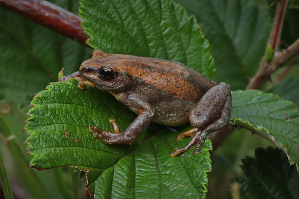 Mountain Reed Frog (Hyperolius montanus)