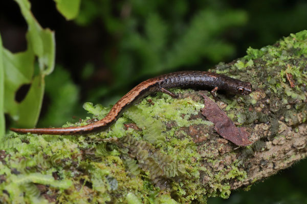Vereh Moss Salamander (Nototriton vereh) 