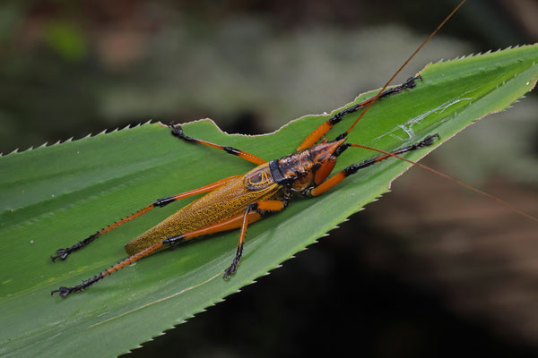 Pandanus Katydid (Odontolakis virescens)