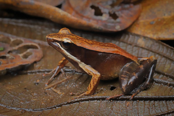 Black-sided Madagascar Frog (Mantidactylus melanopleura)