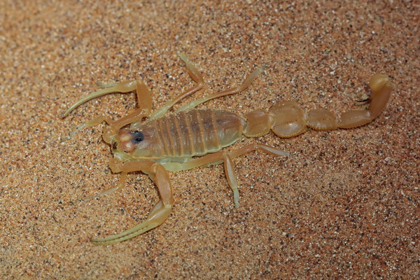 Shield-tailed Scorpion (Apistobuthus pterygocercus)