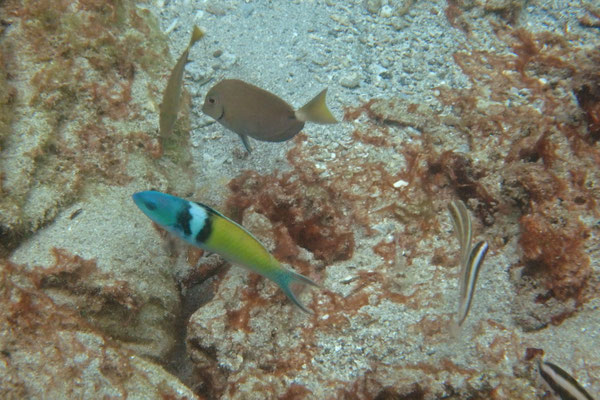 Bluehead Wrasse (Thalassoma bifasciatum)