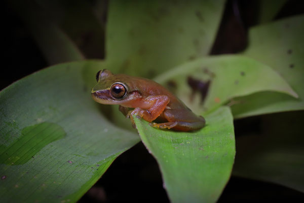 Perkins' Bromeliad Treefrog (Exerodonta perkinsi)
