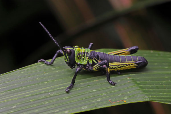 Leprous Milkweed Locust (Phymateus leprosus) nymph