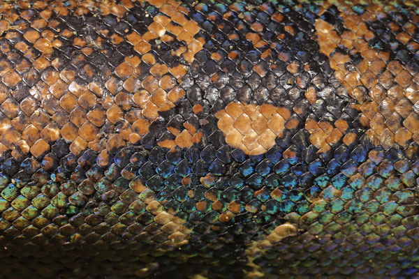 Central American Boa (Boa imperator)