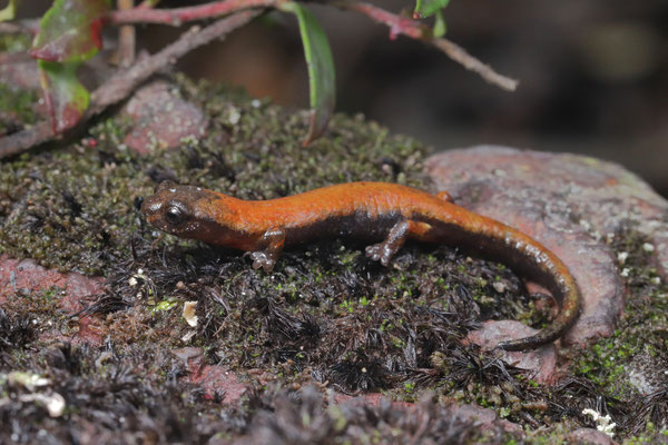 Montane Webfoot Salamander (Bolitoglossa subpalmata)