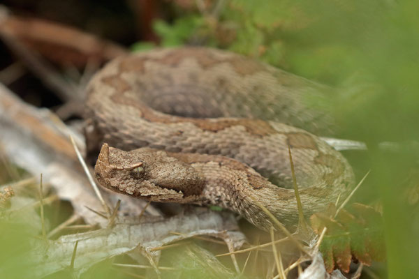 Nose-horned Viper (Vipera ammodytes) 