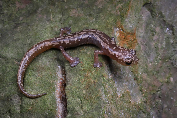 Veracruz Mushroomtongue Salamander (Bolitoglossa veracrucis)