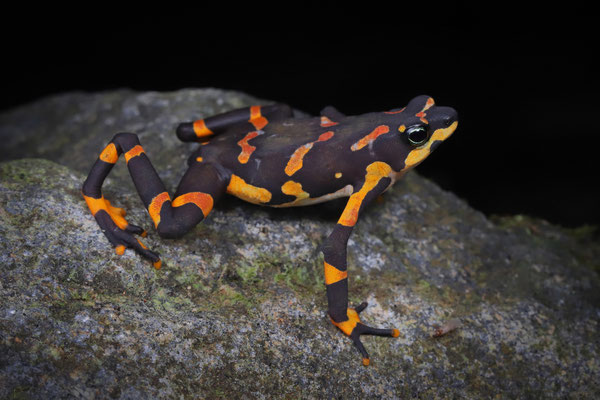 Variable Harlequin Toad (Atelopus varius)