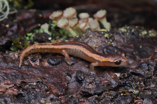 Guatemala - Herpsafari - amphibians and reptiles of Europe