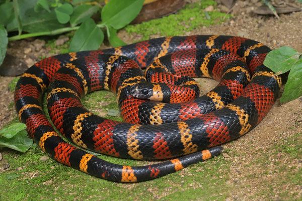 Central American Milk Snake (Lampropeltis abnorma)