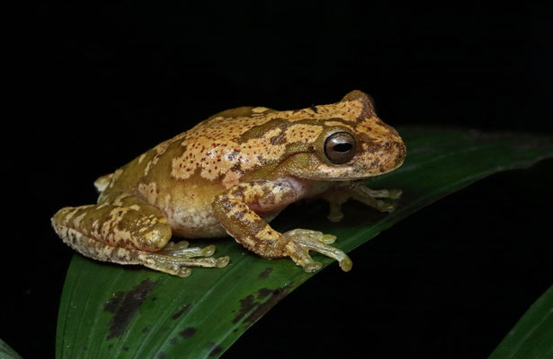 Pine Forest Stream Frog (Ptychohyla macrotympanum)