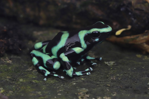 Green-and-black Poison Dart Frog (Dendrobates azureus)