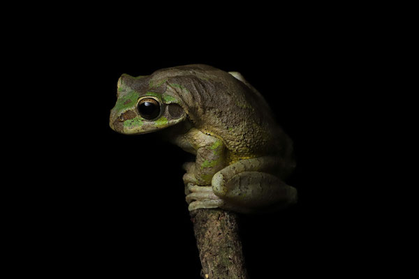 Common Mexican Treefrog (Smilisca baudinii)
