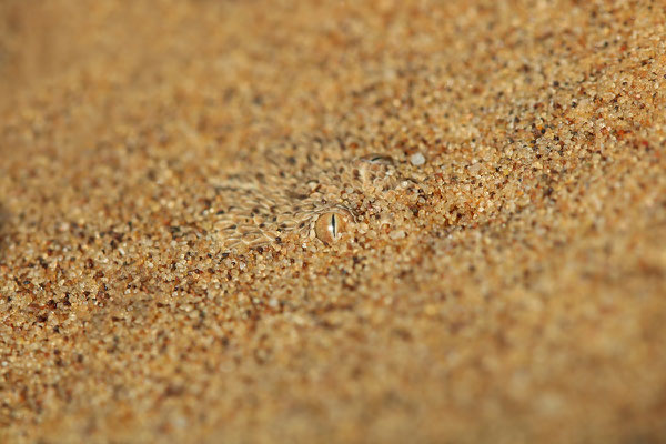 Namib Dwarf Adder (Bitis peringueyi) well hidden!