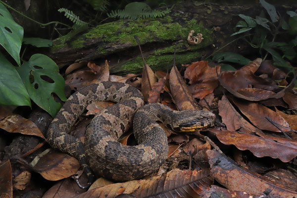 Guatemalan Jumping Pitviper (Metlapilcoatlus occiduus)