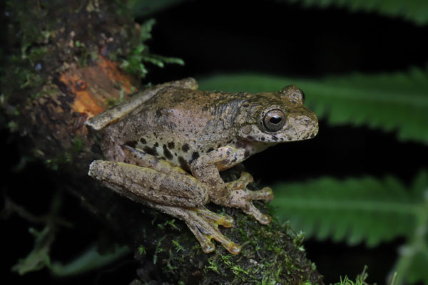 Mystery stream Frog (Ptychohyla spec.)