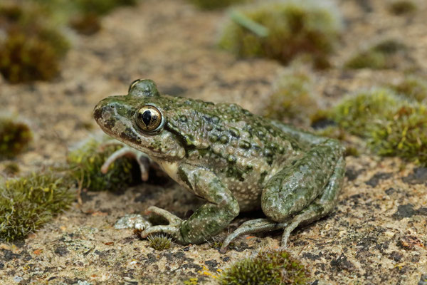 Parsley Frog (Pelodytes punctatus hespericus) male