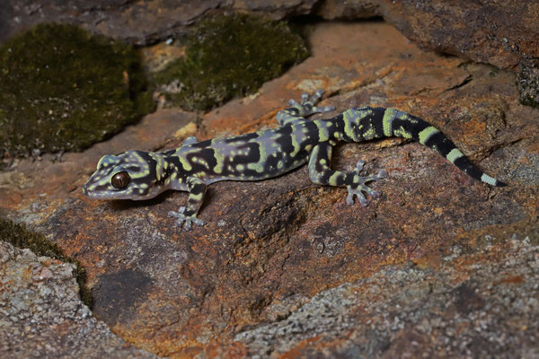 Hawequa Flat Gecko (Afroedura hawequensis)