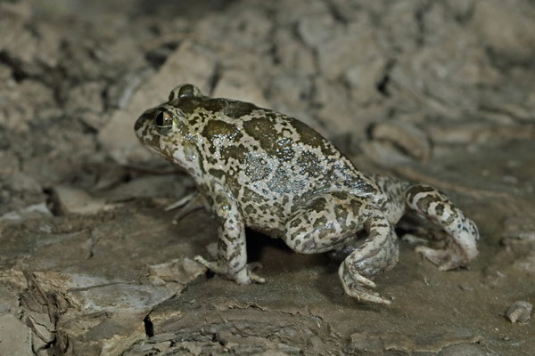 Balkan Spadefoot Toad (Pelobates balcanicus) on the move.