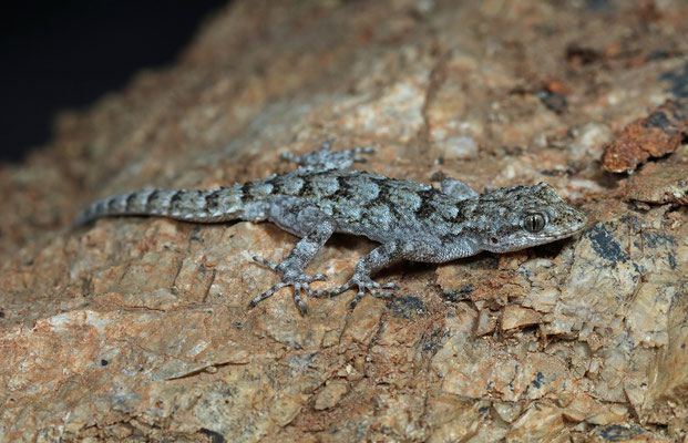 Kotschy's Gecko (Mediodactylus kotschyi)